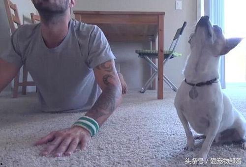 狗抓老鼠新闻爆料视频,罕见奇观引发网友热议